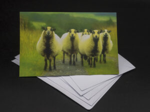 'Welsh Mountain Badgerface Sheep' - Greetings Card