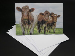 'Roan Trio' - Greetings Card