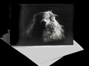 'In the Shadows' - Greetings Card