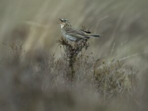 'Meadow Pipit' - Open Edition Print