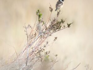 'The Look Out' - Open Edition Print