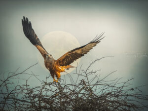 'Red Kite in the Pale Moonlight' Limited Edition Print