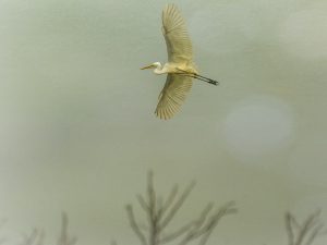 'Egret' - Open Edition Fine Art Print